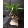 Plant-Arrangement in a Special Pot or glass (1)